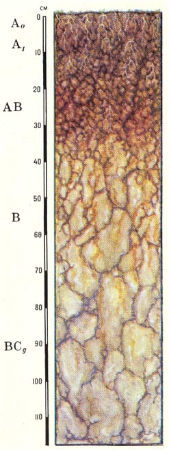 Морфологическое строение профиля серых лесостепных почв